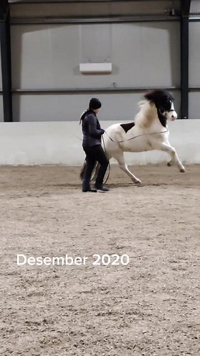 went from couldn't canter a circle to cantering them like a pro 💪🔥#fypシ #foryoupage #fyp #gallop #canter #icelandichorse #iceland #horse #horses