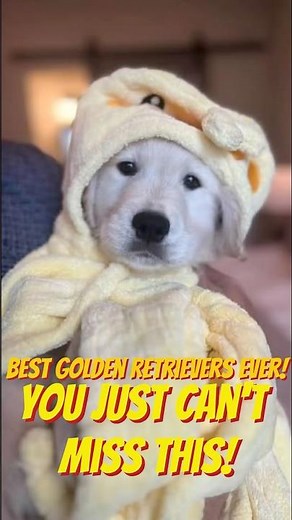 Golden Retriever puppy overload! 🐶 #dogs #goldenretriever #viral