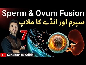 Sperm and Ovum Fusion: The Exact Molecular Process of Fertilization