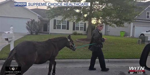 Mule wrangled after touring New Bern subdivision