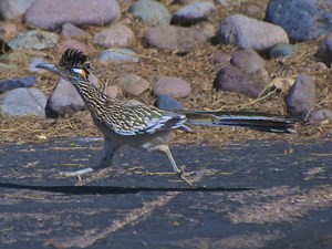 Furnished Apartments for Rent in 85622, Green Valley, AZ