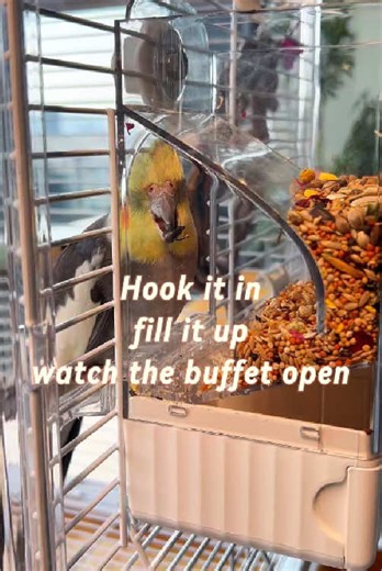 The easiest cage feeder to install! Just hook it on the bars—no tools, no fuss. Secure, stable, and perfect for quick changes or cleaning. #birdhack #lifehack #easysetup #petlife #GiftedInLove
