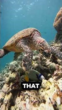 5 Animals With Unbreakable Shells! 🐢🦀 #Shorts #AnimalFacts #MindBlowing