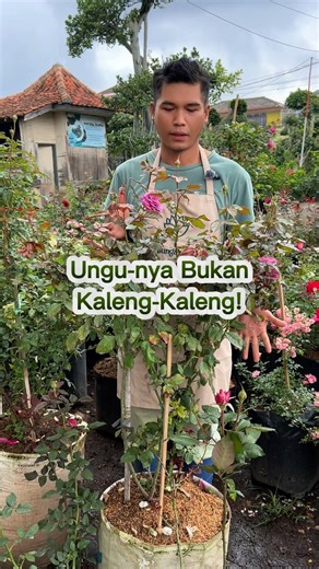 Ungu-nya Bukan Kaleng-Kaleng! Mawar Ini Bikin Semua Mata Terpaku!
