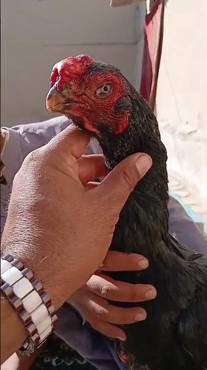 Super Rare Parrot Beak Rooster – King of My Farm 👑🐓