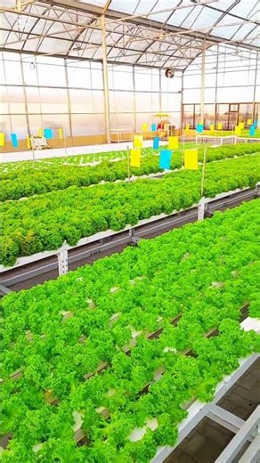 Fast & Fresh Hydroponic Lettuce Farming #lettuce #hydroponicfarming #lettucesalad