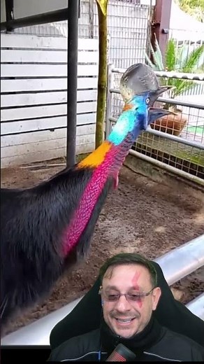The terrifying vocalization of the cassowary #cassowarysong #cassowary #biologohenrique #dinosaur...