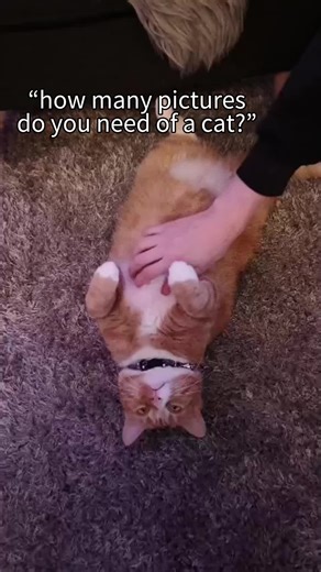 Funny Orange Cat Owner's Photo Dilemma