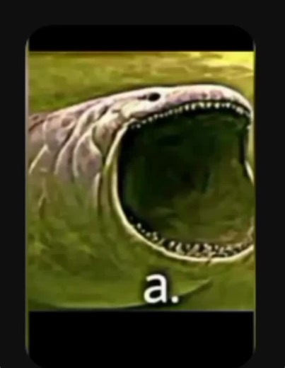 Los Mejores Memes de Bloop para Reír