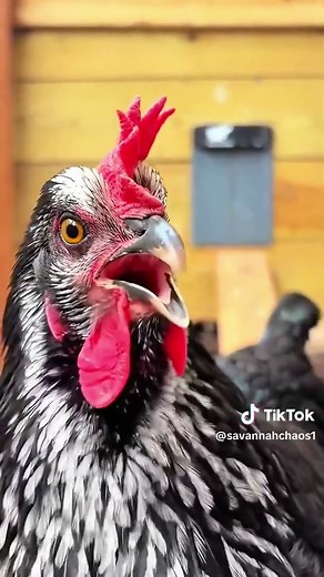 Exploring the Wonderful Sounds of Animals in Nature