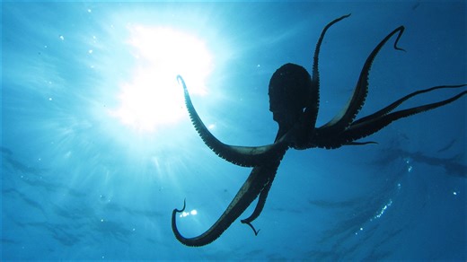 The science of feeling: why octopuses require legislative protection