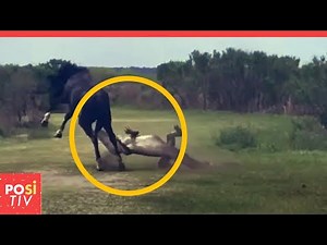 Pferd greift Krokodil vor den Augen von Menschen an