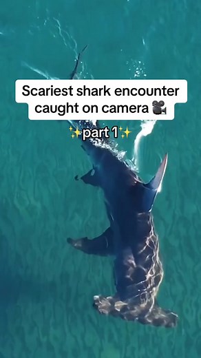 Scary shark encounter 🌎🦈 #shark #scary #caughtoncamera #fypシ