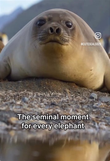 Discover the Beauty of Elephant Seal Pups