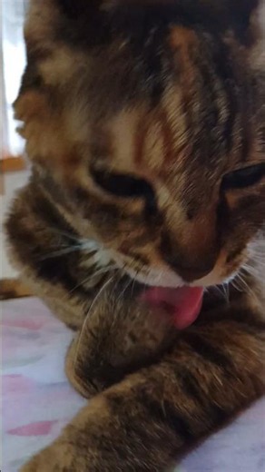 relaxing cat ご飯のあとはツメ引っ張りルーティーン猫😺あじこさん🧡 #cat #猫 #cute #animal