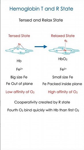 Hemoglobin Tense & Relaxed State Explained