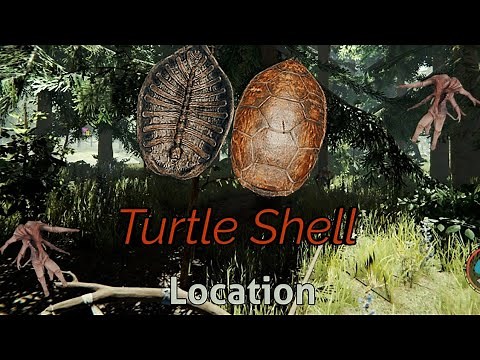 How To Get a TURTLE SHELL In The Forest 2022