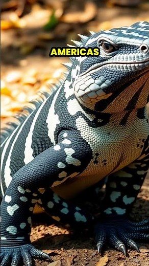 Exploring the Majestic Argentine Black and White Tegu 🦎🌿