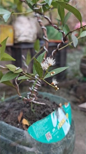 Syzygium bonsai plant #syzygium #bonsai #plants ‪@nanamoss‬