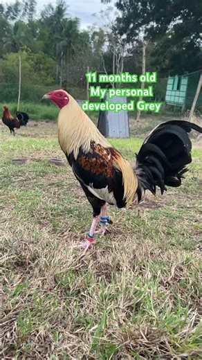 11 months old My personal developed Grey #breeding #roosterfarm #gamefowl #youtubeshortvideo