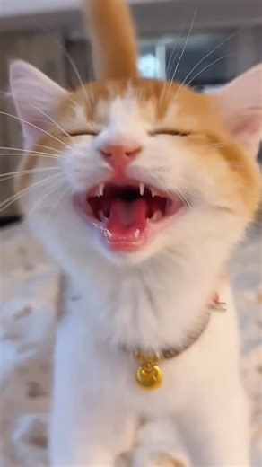 Kzlaa on Instagram: "Paw time 🐾 - 👉Link in bio ✅ Check my BIO link for products of interest. Some discount codes are available. 🔍 - #cats_of_instagram #catlife #cat #cute #caturday #cats #fyp #fypシ #cute #catvideo"