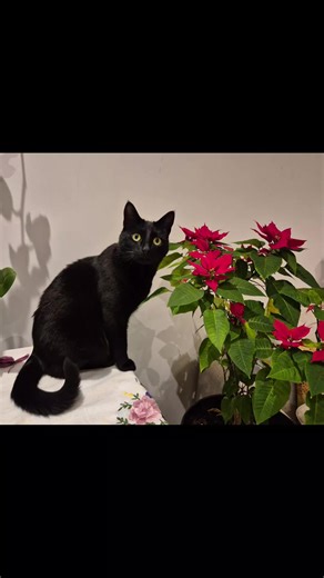 Sofia and Robin (@osmanthusjie)’s videos with The Muppet Show - Main Title - Dominik Hauser