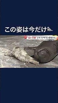 今しか見られない！ゴマフアザラシの赤ちゃん誕生…生後2週間でゴマ模様に 大分市 #shorts