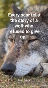 Every scar tells the story of a wolf who refused to give up. #ILoveWolves #WolfWisdom #StayWild #WolfSpirit #NaturePower #MotivationalReels #WildAndFree | I love Wolves