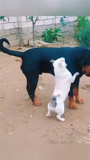 Dog’s First Car Ride 🚗🤣🤣#dog #dogs#foryou #fyp #pet #funnydog