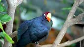 The violet turaco purple tropical bird, or the violaceous plantain...