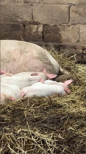 Baby pigs sleeping 🐷 #cuteanimals #farmanimals #piggy #shorts