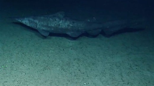 See rare deep-sea goblin shark alive in its natural habitat