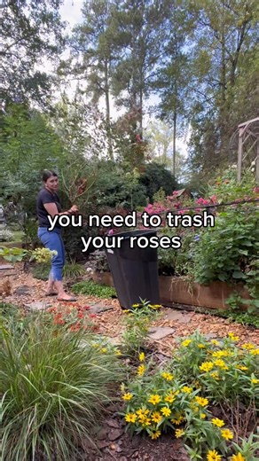 Michelle 🌱 GardensandChickens🐓 Gardener | plant nerd | I probably needed to include a trigger warning 🫣 sorry, Rose rosettes disease is a rose lover’s worst nightmare. It’s a viral infection... | Instagram