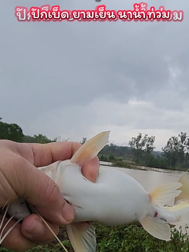 ปักเบ็ด ยามเย็น นาน้ำท่วม #ติดเบ็ดอีกแล้ว🐟🐠🐬 #เบ็ดไม้ไผ่