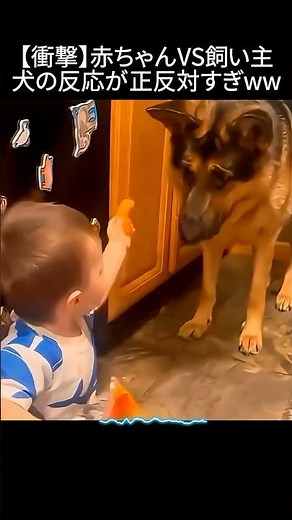 【衝撃の差】赤ちゃんVS飼い主犬の反応が正反対すぎwww #犬 #犬のいる暮らし #犬好きさんと繋がりたい #犬動画 #犬の反応 #赤ちゃんと犬 #面白い犬 #ペット動画 #犬あるある