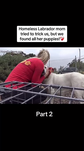 Heartwarming Rescue: Homeless Labrador Mom & Puppies Found!
