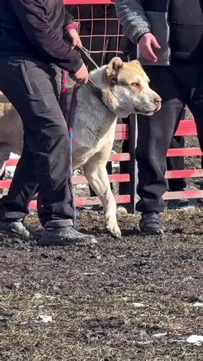 #isterseyapar #akbaş #kangal #çapar #kangal_tr