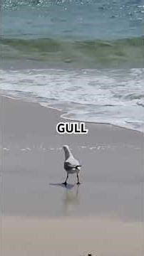Gull's Cry: Echoes of the Ocean‪@GoldenGully‬ #seagull #birdwatching #oceanbirds #coastalwildlife