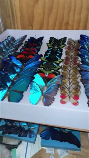 POV: you opened my butterfly drawer 😭🦋✨#butterfly #specimen #nature #usa