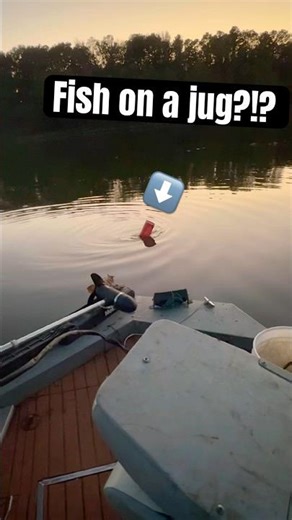 Nice Blue Cat caught HOW!? 🎣#bluecatfish #bluecat #catfish #catfishing #fishing #fisherman #fish