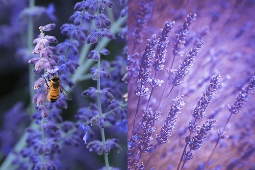 9 Helpful Ways to Tell Apart Russian Sage and Lavender