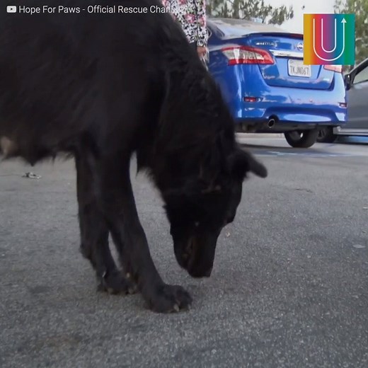 787K views · 10K reactions | “Où sont les chiens?” La chaleur était si forte que le risque de déshydratation était proche, où la chienne avait-elle caché les petits chiots? Crédits: Hope For Paws https://www.hopeforpaws.org/ https://www.facebook.com/hopeforpawscalifornia/ https://www.youtube.com/channel/UCdu8QrpJd6rdHU9fHl8J01A Pour aider d’autres sauvetages d’animaux, click ici: https://www.hopeforpaws.org/donationrecurring | Le Kiwi | Facebook