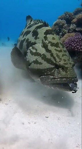 Giant Grouper Swallows Shark Whole Underwater 🐟🦈💥