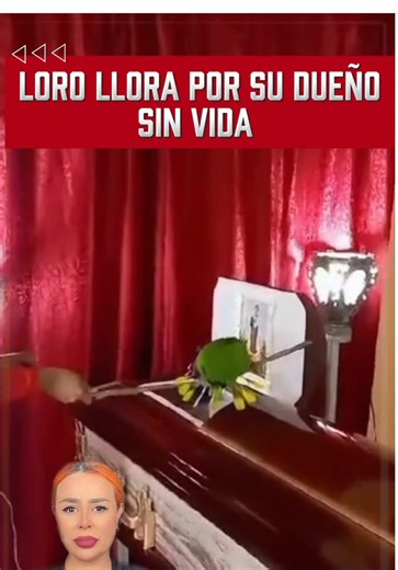 ¿Loro llora en el funeral de su dueño ? . #paratiiiiiiiiiiiiiiiiiiiiiiiiiiiiiii #parati #news #noticias