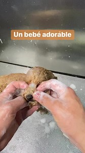 849K views · 36K reactions | Es un angelito que me enviaron del cielo凉 #dog#doglover #caniche #poodle #puppy | Victor The Groomer | Facebook