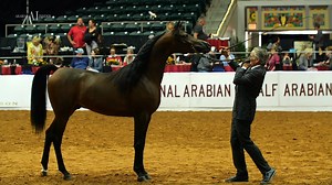 ✨ KASHEF AL SHAQAB ✨ 🥇 Gold Champion 2-year-old Colt 🇺🇸 2019 US National 🇺🇸 This marvellous colt by Marwan Al Shaqab out of Psyrella conquered the Gold Champion 2-year-old Colt title at the US National Arabian & Half-Arabian Championship Horse Show in Tulsa, perfectly presented by Michael Byatt. Huge congratulations to the proud owner Al Shaqab Stud and all involved! | Arabian Insider