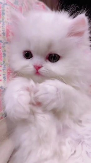 Cat paws.#cute #cat #kitten #kitty #pet