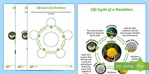 Life Cycle of a Dandelion Activity