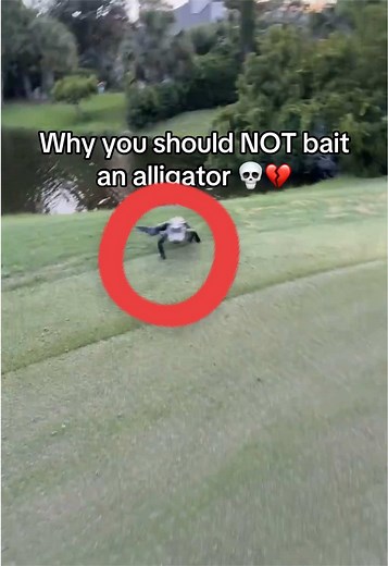 Alligator Running: When Speed Meets Danger