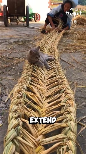 Turning Rice Straw Into Stools #ricestraw #strawcraft #yunnan #handwoven #sustainableliving | Wild Heart